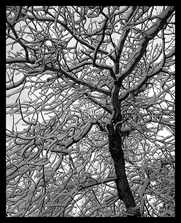 Snowy Limb